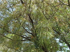 Sophora longicarinata