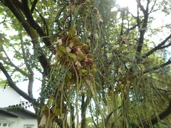 Sophora longicarinata