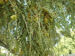 Sophora longicarinata