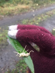 Akanthomyces aculeatus