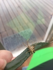 Akanthomyces aculeatus