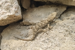 Gekko swinhonis