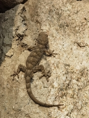Gekko swinhonis