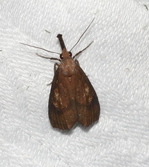 Hypena subvittalis