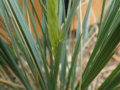 Helictotrichon sempervirens