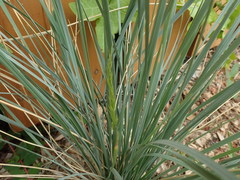 Helictotrichon sempervirens