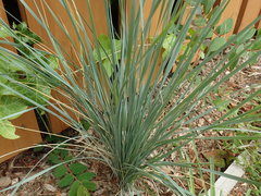 Helictotrichon sempervirens