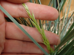 Helictotrichon sempervirens