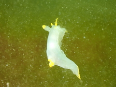 Polycera kernowensis