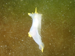 Polycera kernowensis