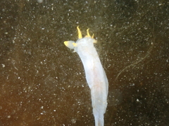 Polycera kernowensis