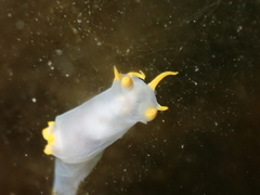 Polycera kernowensis