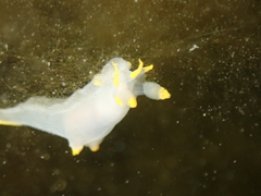 Polycera kernowensis