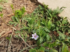 Erodium stephanianum