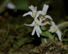 Dendrobium nanum