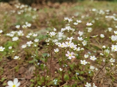 Androsace umbellata