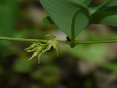 Cryptolepis buchananii