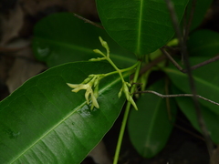 Cryptolepis buchananii