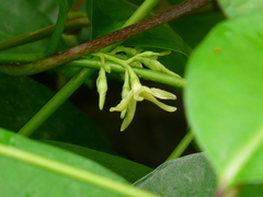 Cryptolepis buchananii