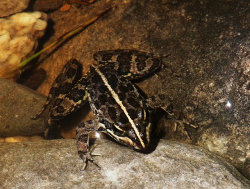 Cape River Frog, photo 4 of 10