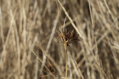 Bolboschoenus planiculmis