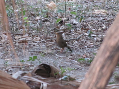 Taiwan Hwamei (Garrulax taewanus), photo 5