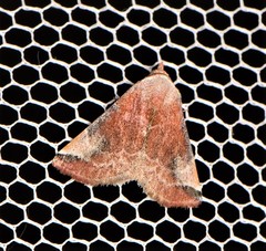 Mataeomera coccophaga