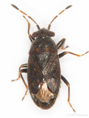 Stygnocoris fuligineus