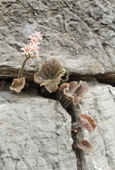 Oresitrophe rupifraga