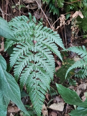 Dryopteris