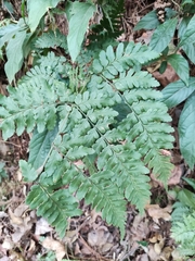 Dryopteris