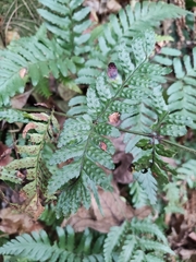 Dryopteris