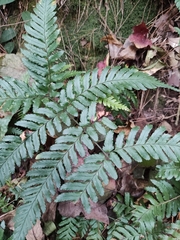 Dryopteris