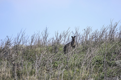 Osphranter robustus robustus