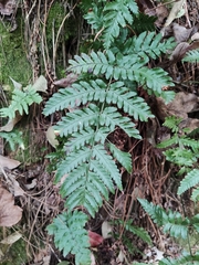Dryopteris
