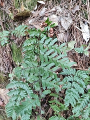 Dryopteris