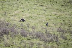 Osphranter robustus robustus
