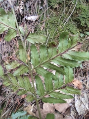 Dryopteris