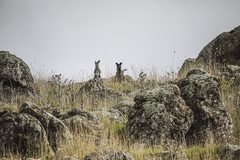 Osphranter robustus robustus