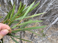Eucalyptus cneorifolia