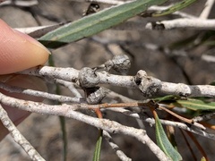 Eucalyptus cneorifolia