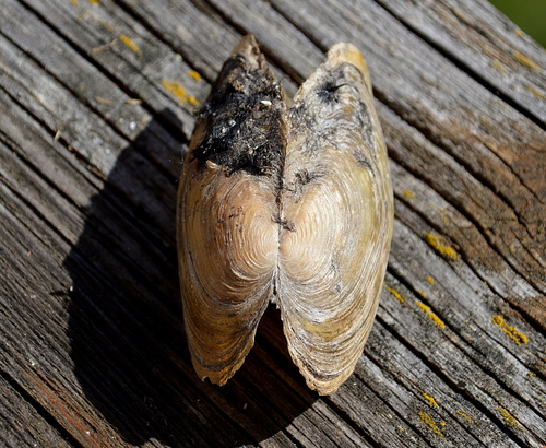 Swan Mussel