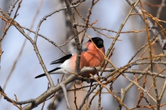 Pyrrhula pyrrhula cassinii