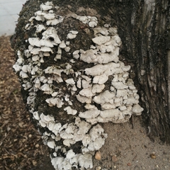 Schizophyllum commune