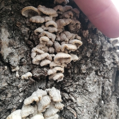 Schizophyllum commune