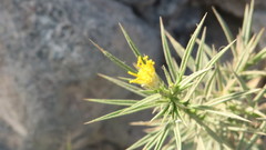 Inulinae