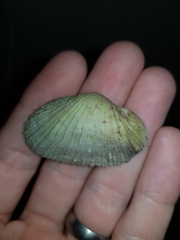 Psammobiidae