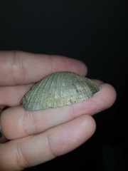 Psammobiidae