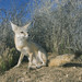 Vulpes macrotis - Photo (c) Kevin Schafer,  זכויות יוצרים חלקיות (CC BY-NC-ND), uploaded by Kevin Schafer