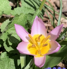 Tulipa saxatilis